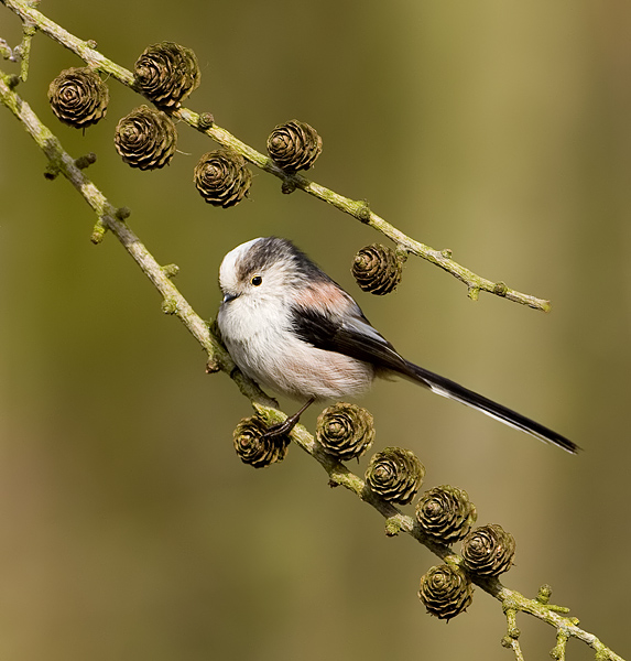 staartmees tussen de eikeltjes.jpg